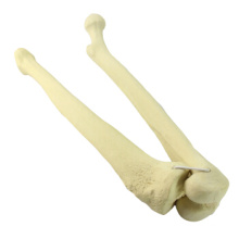 Buy One 12315 Femur with Tibia, Artificial Drilled Lower Limb Bone